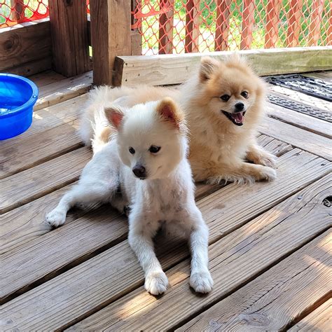 Pampered poms rescue. Things To Know About Pampered poms rescue. 